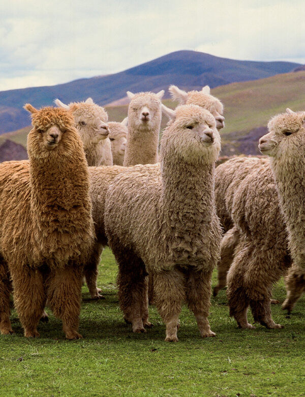 5701311961107 - 60005 - Vulcanic throw - Chocolate white 6 5701311961107 - 60005 - Vulcanic throw - Chocolate white 6