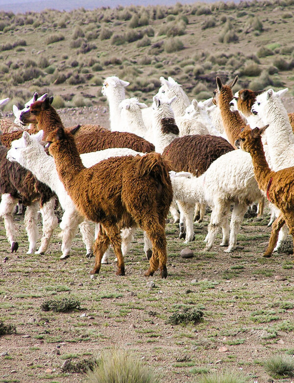 5701311971083 - 70004 - Inca Stones throw - Brown 4 Elvang Inca Stones